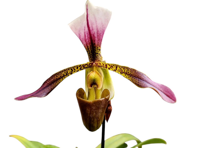 Paphiopedilum Hitchiti