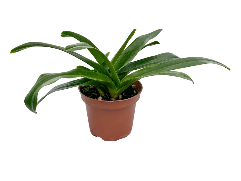 Paphiopedilum Hsinying Rubyweb x Paph. Yi-Ying Violet Crown