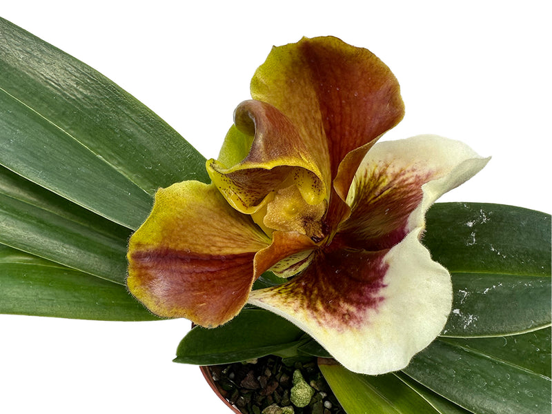 Paphiopedilum In-Charm Circle x Paph. Church Hill - Tree Ama colder X Paphiopedilum Lippewunder