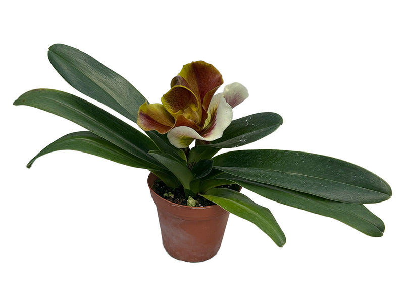 Paphiopedilum In-Charm Circle x Paph. Church Hill - Tree Ama colder X Paphiopedilum Lippewunder