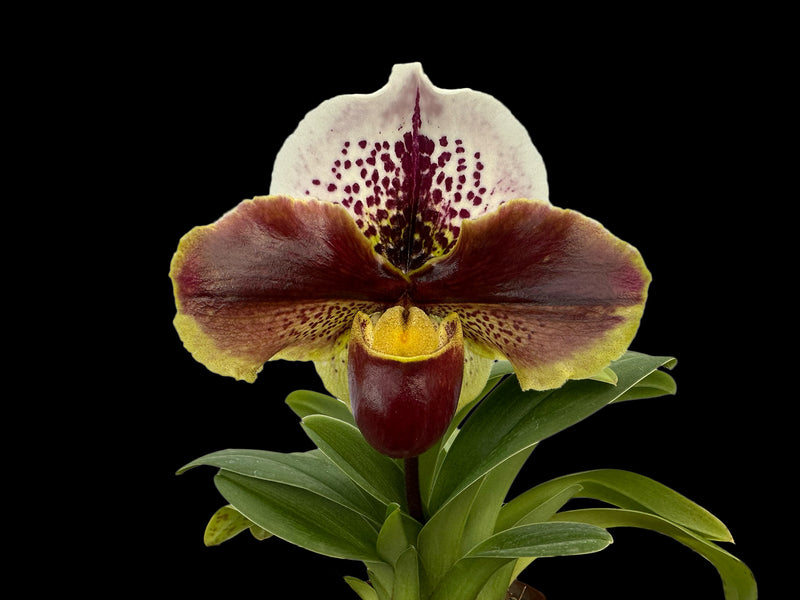 Paphiopedilum In-Charm Circle x Paph. Enzan Crazy Sioux