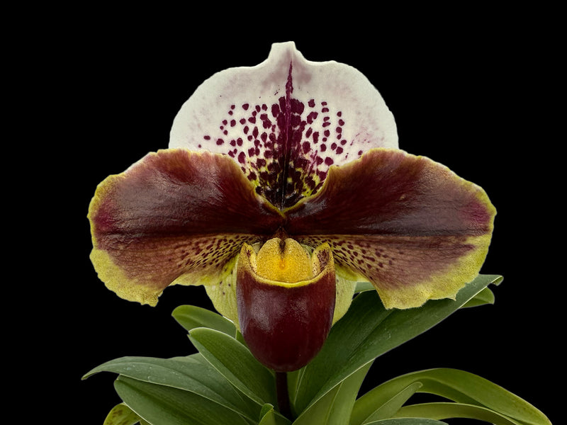 Paphiopedilum In-Charm Circle x Paph. Enzan Crazy Sioux