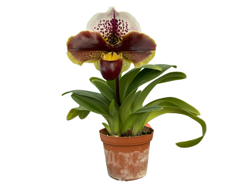 Paphiopedilum In-Charm Circle x Paph. Enzan Crazy Sioux