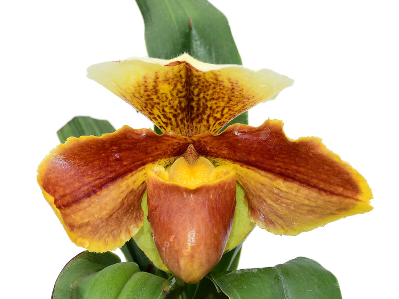 Paphiopedilum In-Charm Circle x Paph. Enzan Rose Crown