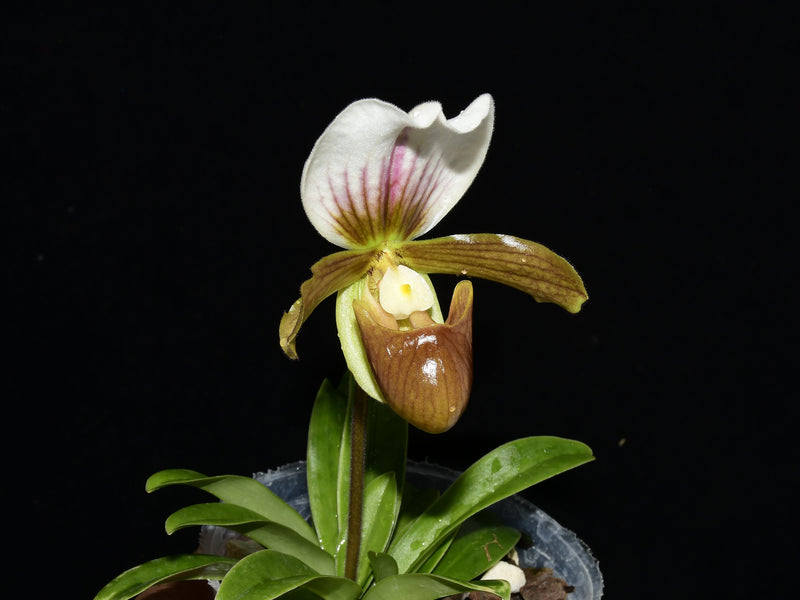Paphiopedilum Little Trouble
