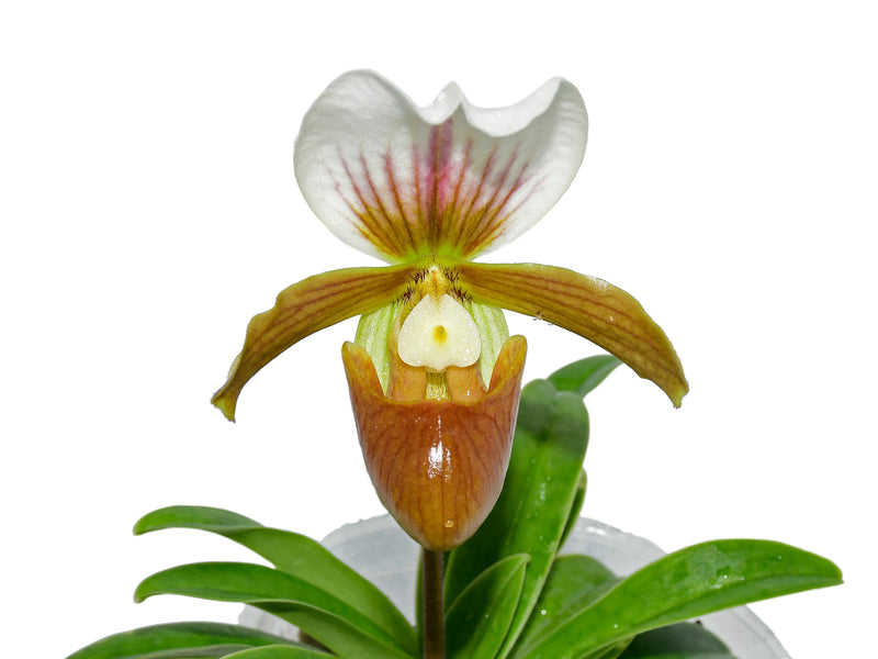 Paphiopedilum Little Trouble