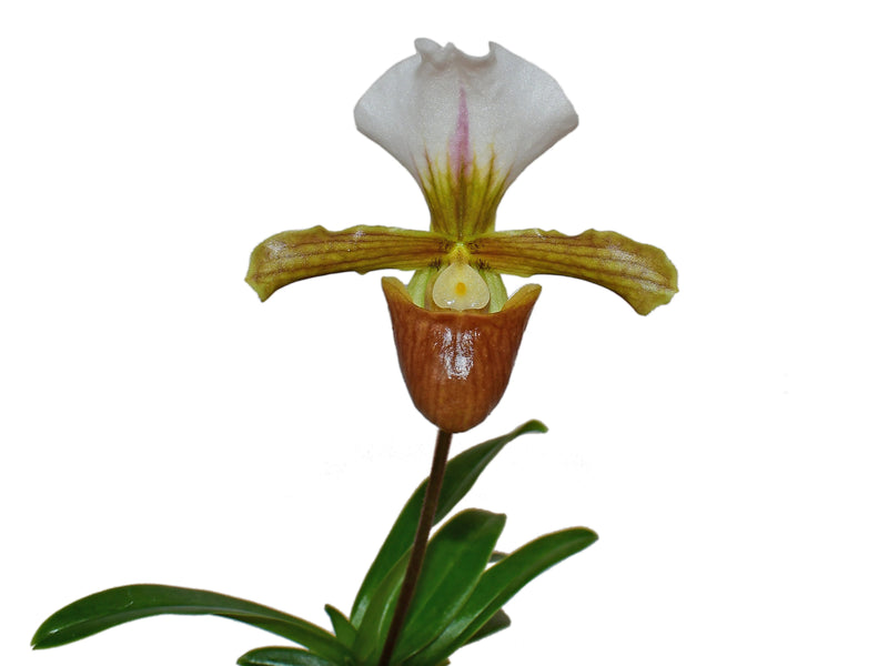 Paphiopedilum Little Trouble