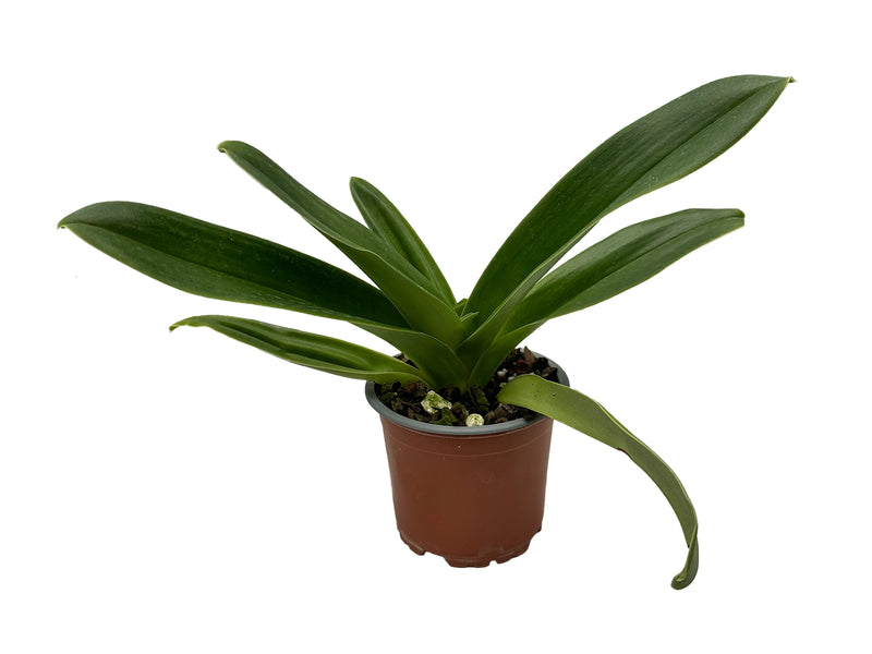 Paphiopedilum Lucky Dream x Paph. Cocoa Festival