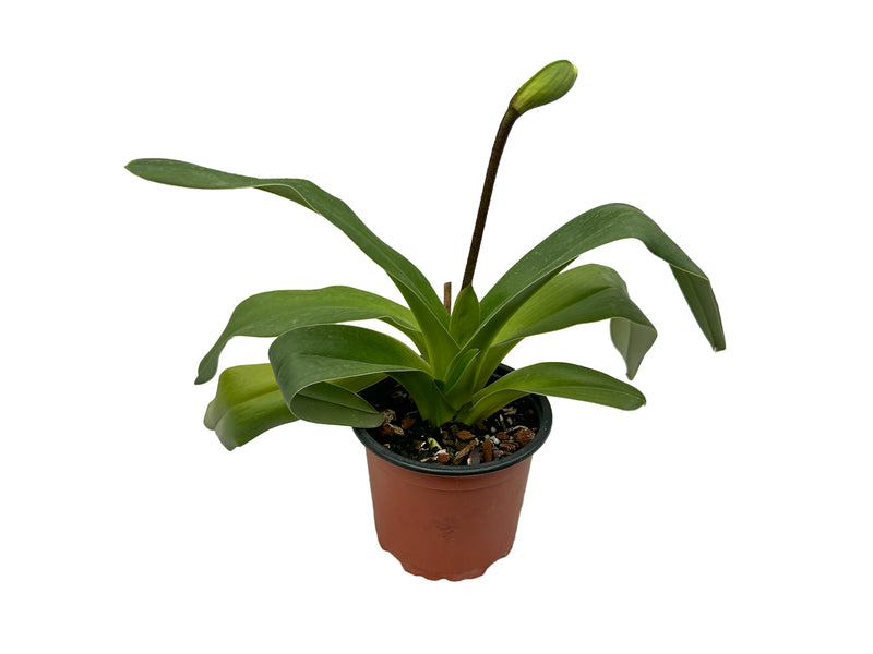 Paphiopedilum Lyric 'Glenda' x Paph. Memoria Sewall Wright