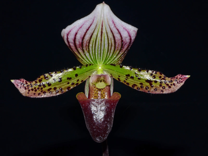 Paphiopedilum Maudiae 'prieta' Fcc/aos x Macabre 'black Wings' X Paph. Ambiente Silvestre x R. Hermann x Hettie Mcnay 'halloween'