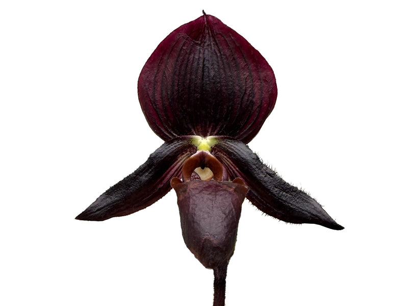 Paphiopedilum Maudiae 'prieta' Fcc/aos x Macabre 'black Wings' X Paph. Ambiente Silvestre x R. Hermann x Hettie Mcnay 'halloween'