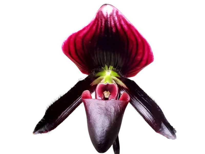 Paphiopedilum Raven Soul