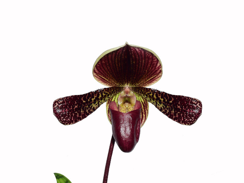 Paphiopedilum Condor