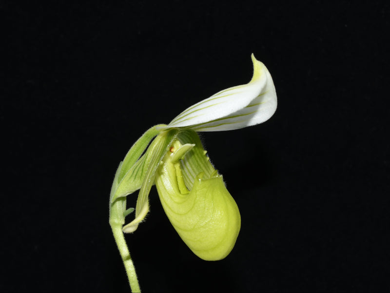 Paphiopedilum Mottled Leaf Albino Type