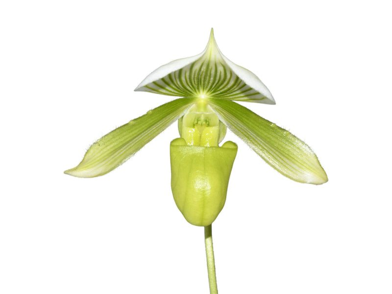 Paphiopedilum Mottled Leaf Albino Type