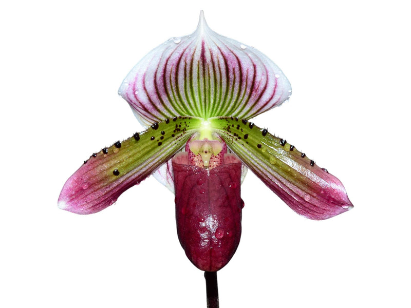 Paphiopedilum Mottled Leaf Albino Type
