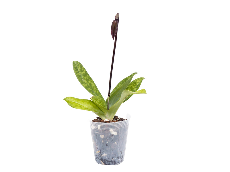 Paphiopedilum Mottled Leaf Albino Type