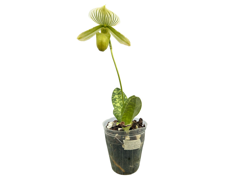 Paphiopedilum Mottled Leaf Albino Type