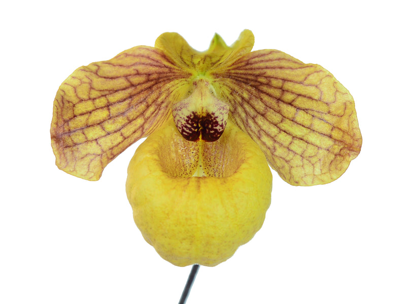 Paphiopedilum Norito Hasegawa