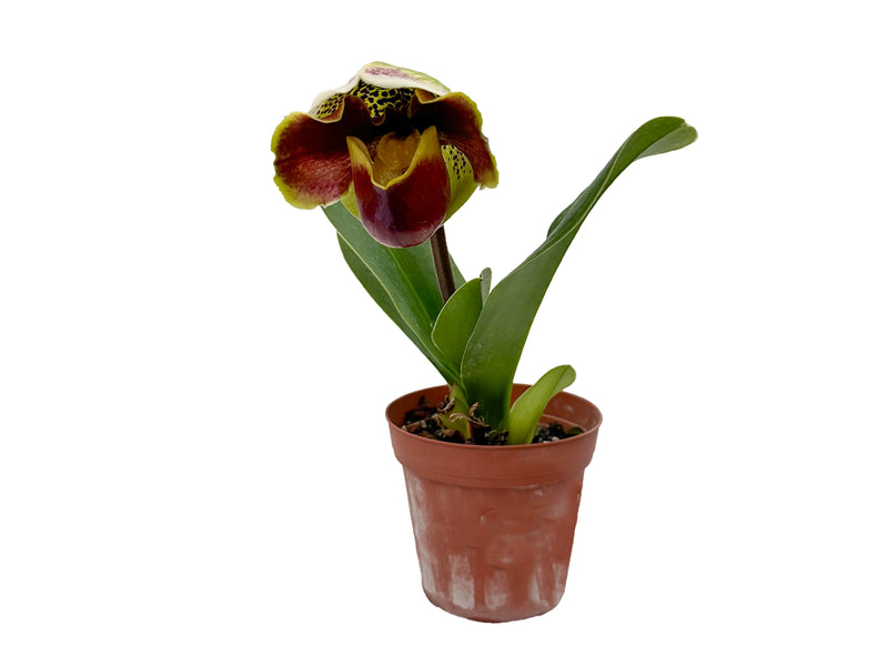 Paphiopedilum Norman's Arrow 'Burnish' x Paph. Jenna Marie 'Royal Gem'