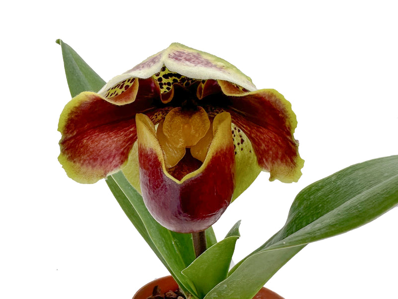 Paphiopedilum Norman's Arrow 'Burnish' x Paph. Jenna Marie 'Royal Gem'