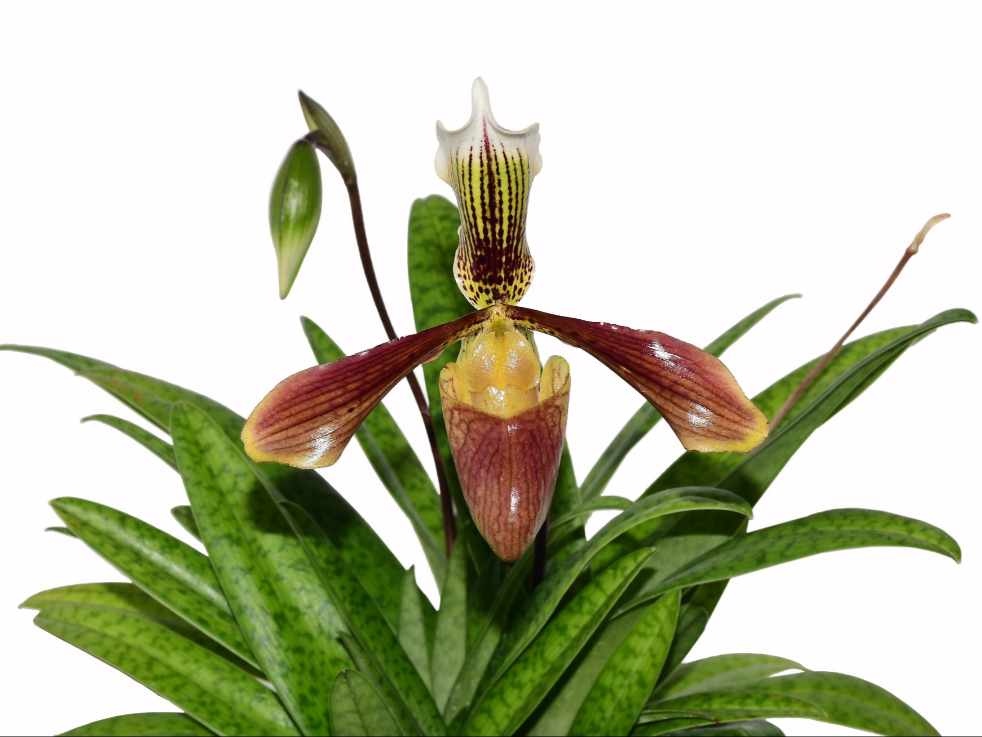 Paphiopedilum Oenanthum