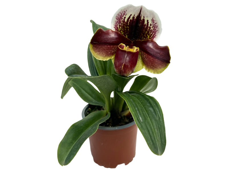Paphiopedilum Pandemonium 'Dynamite' x Paph. Gridlock 'Monarch'