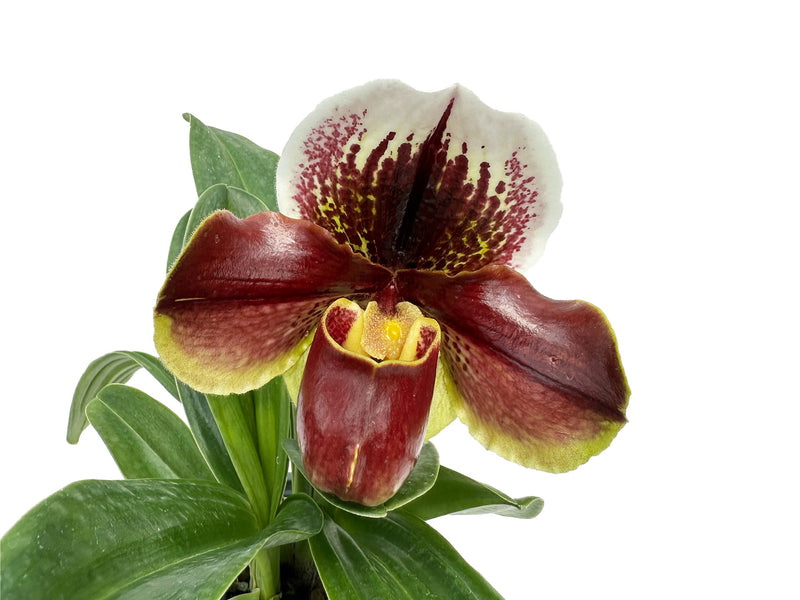 Paphiopedilum Pandemonium 'Dynamite' x Paph. Gridlock 'Monarch'