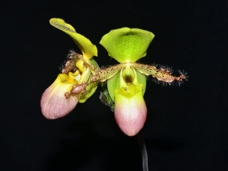 Paphiopedilum Pinocchio
