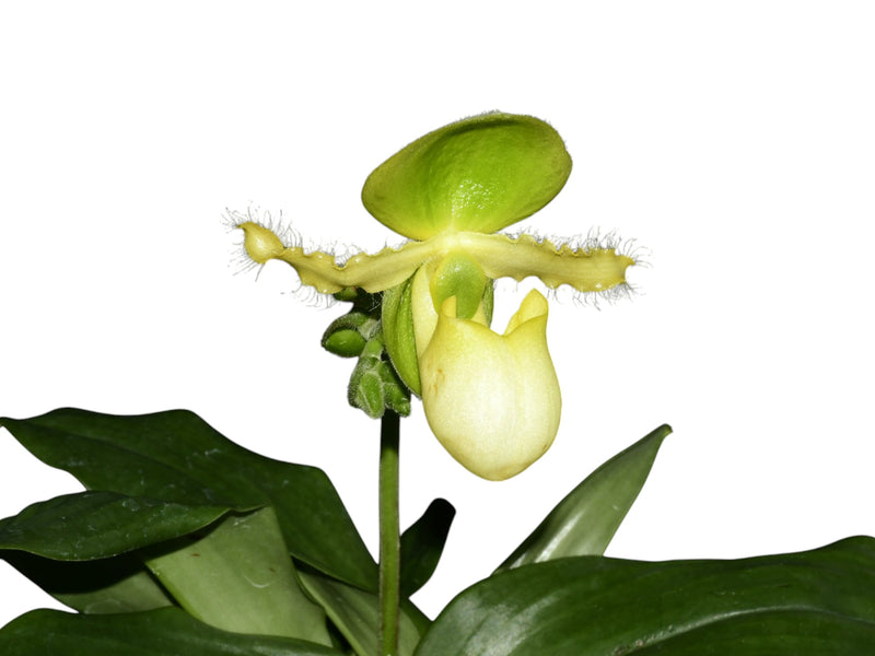 Paphiopedilum Pinocchio f. album