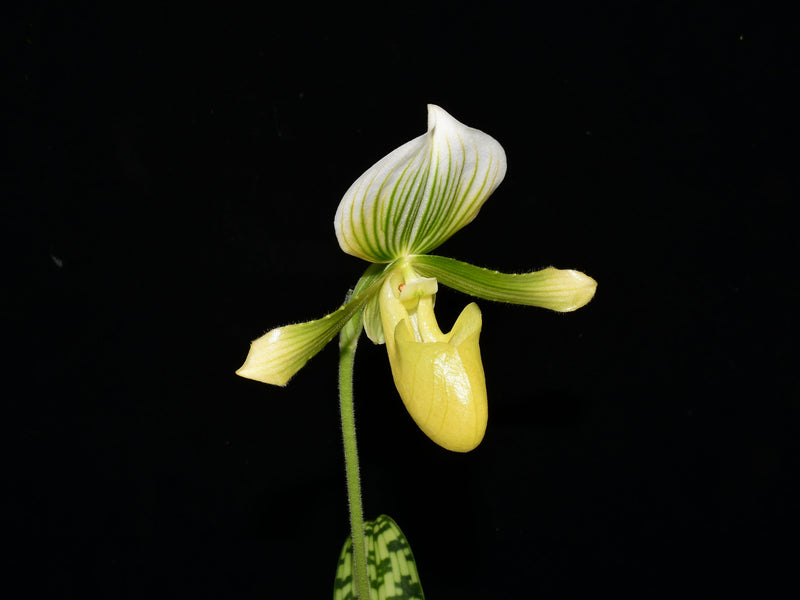 Paphiopedilum Quicksilver