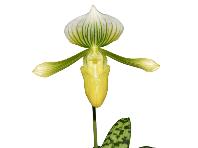 Paphiopedilum Quicksilver