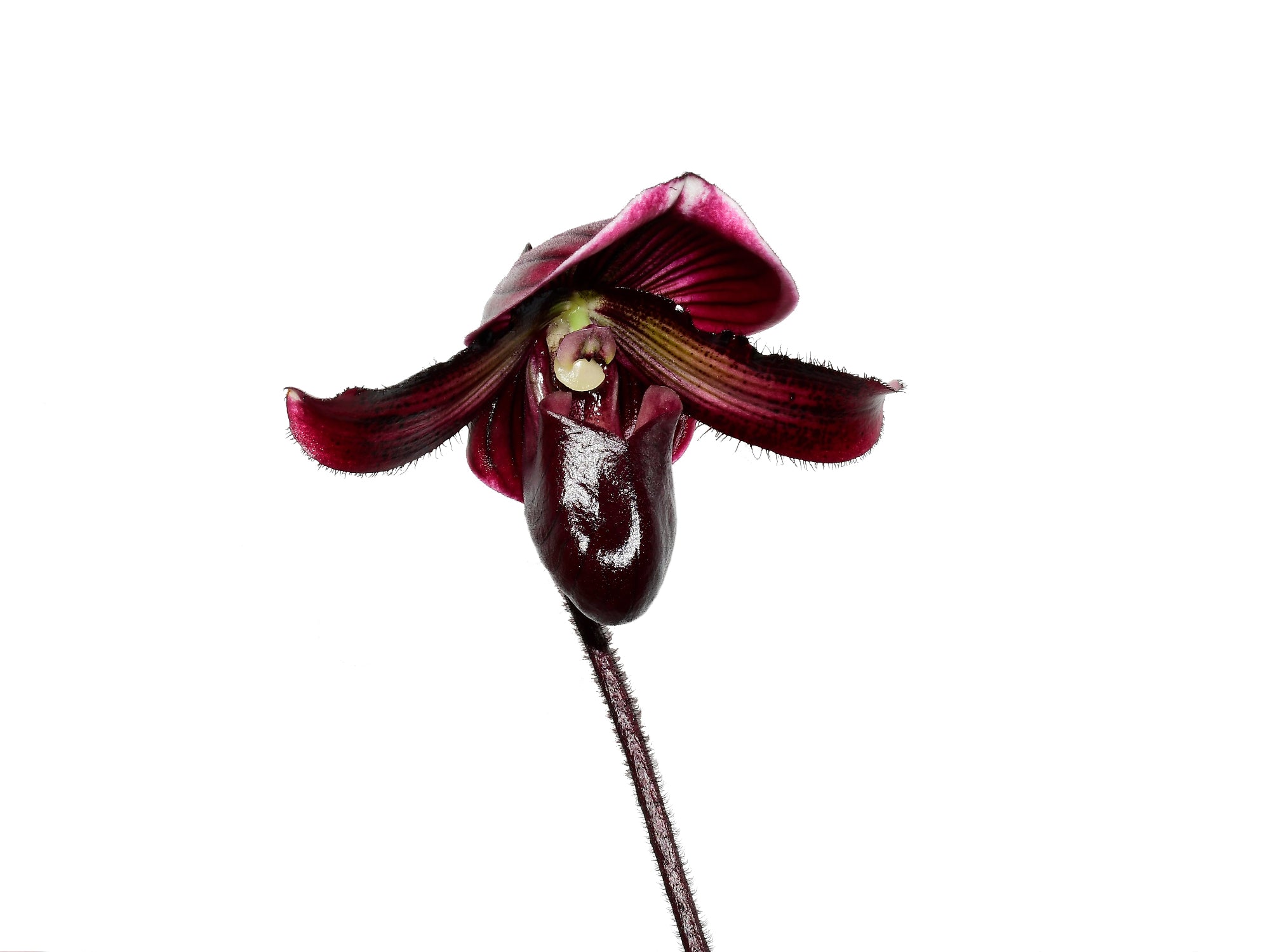 Paphiopedilum Raven Soul 'Dark Leaf'