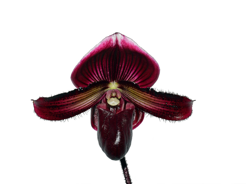 Paphiopedilum Raven Soul 'Dark Leaf'