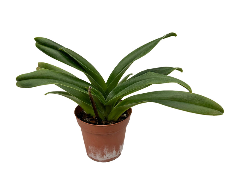 Paphiopedilum Red Malaguena 'January' x Paph. Star Scream 'Hikaru' SM/JOGA