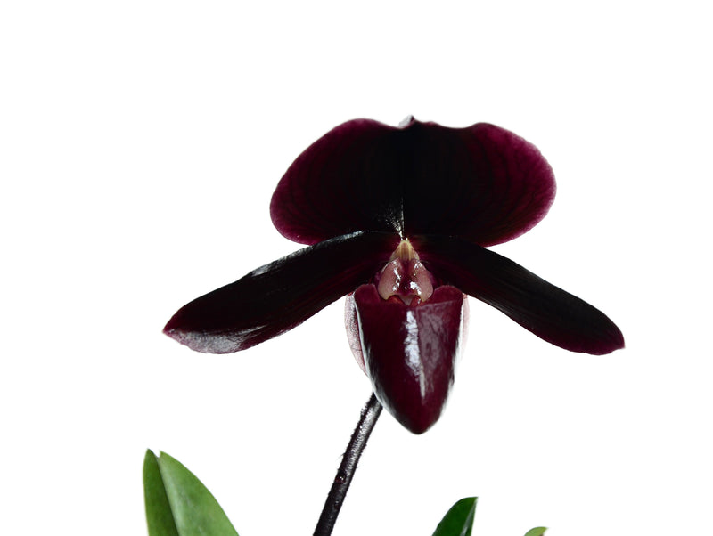 Paphiopedilum Red Rose 433