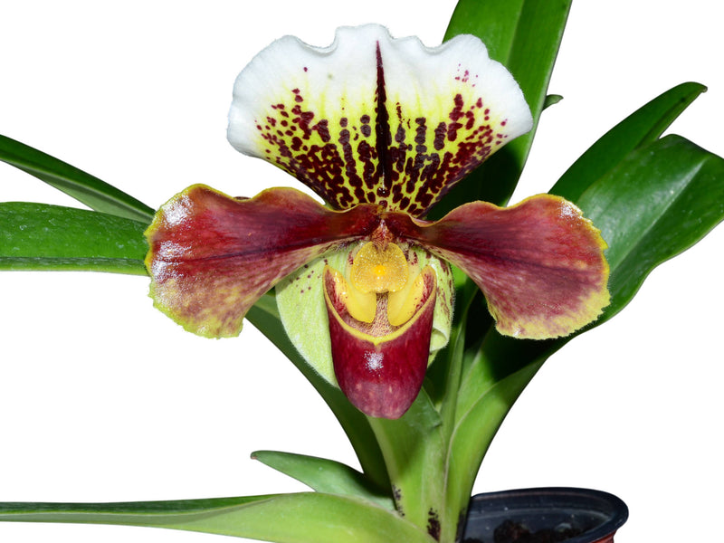Paphiopedilum Red Tree of Crow x Tree Amacalder X Paphiopedilum In-Charm Circle