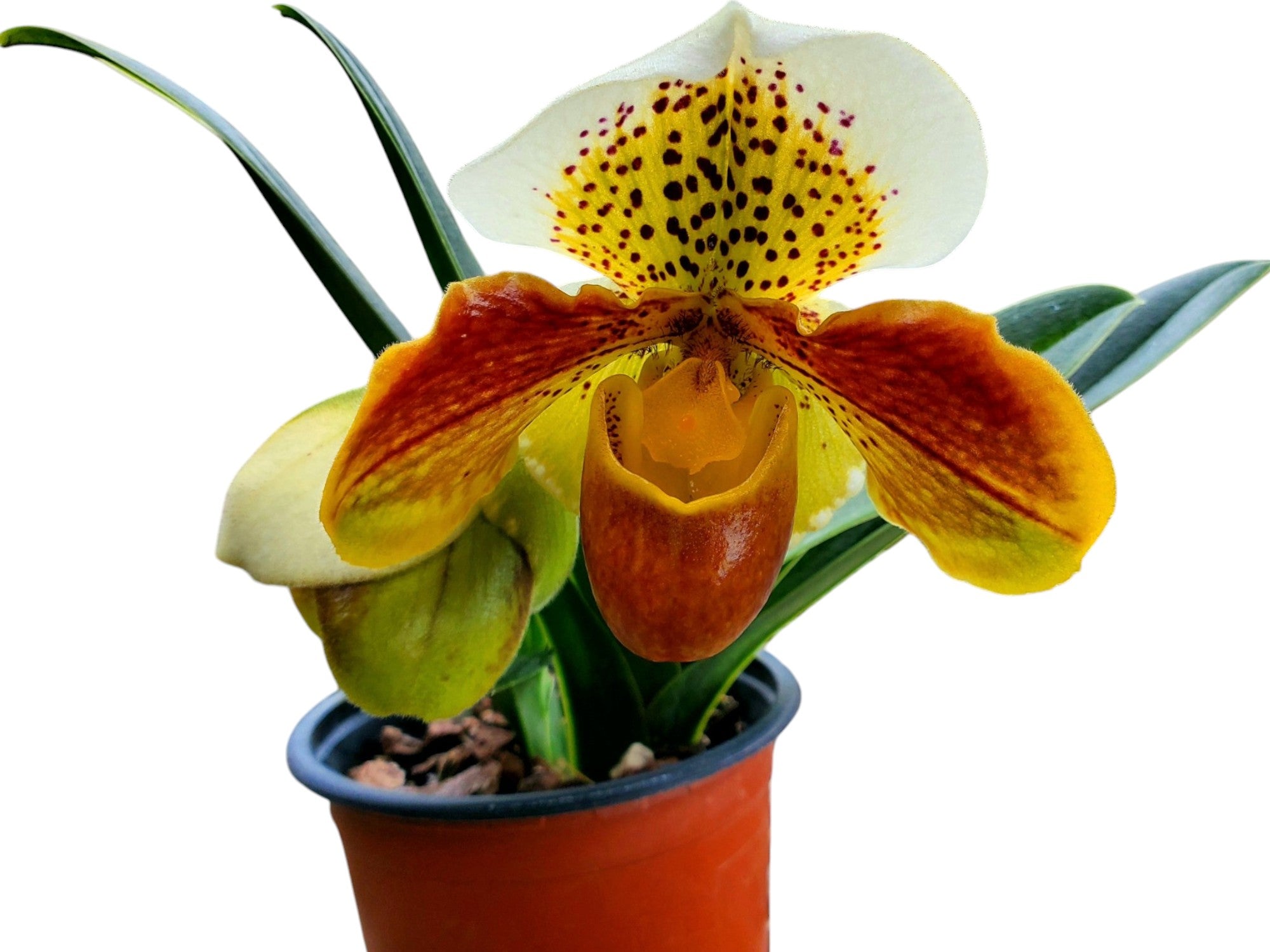 Paphiopedilum Robwin x Enzan Red Hunting