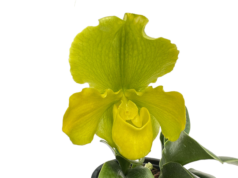 Paphiopedilum Romilda Ang (Warercrest AM/AOS x FCC/RHS)