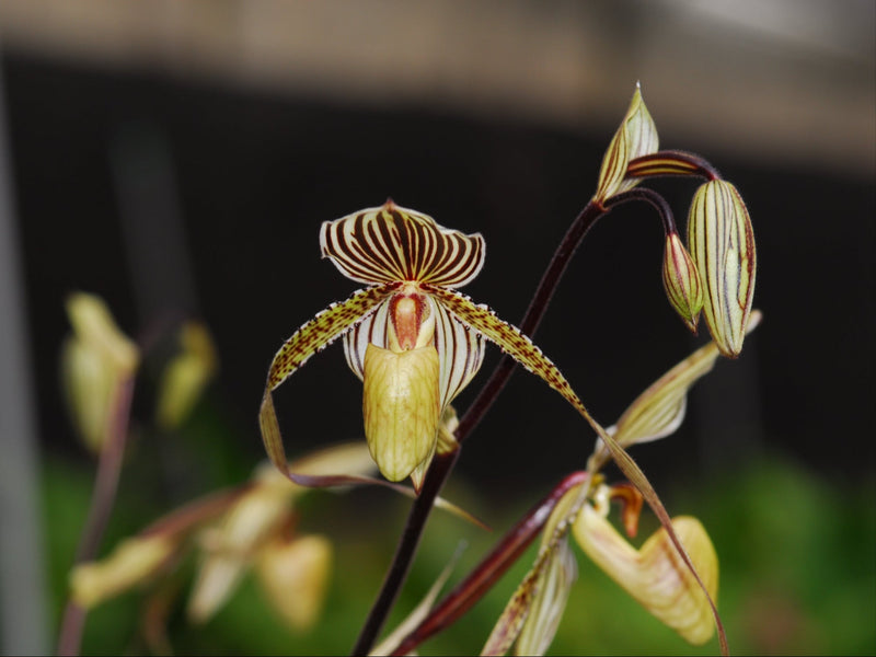 Paphiopedilum Saint Swithin