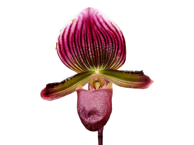 Paphiopedilum Schöne von Kaunitz x Paphiopedilum vietnamense #27 x 'Valentine'