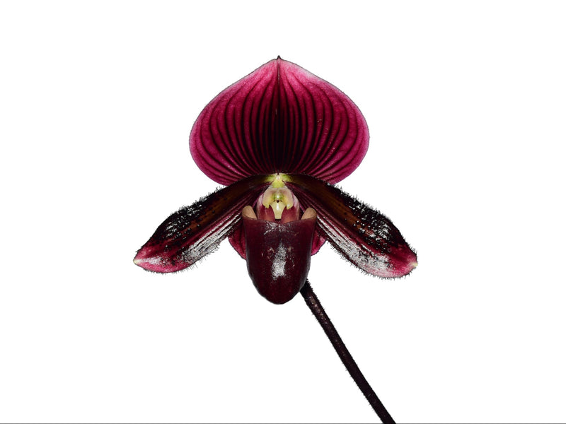 Paphiopedilum Black Bird