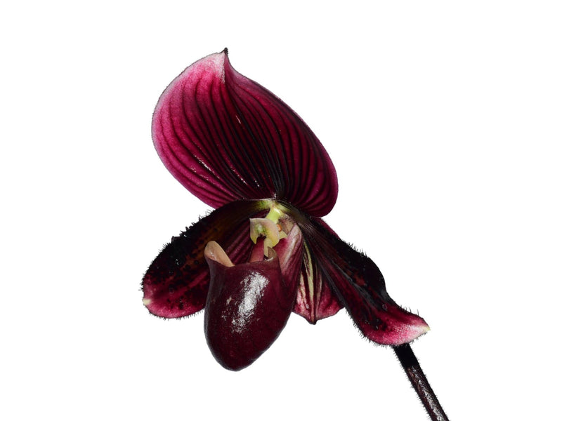 Paphiopedilum Black Bird