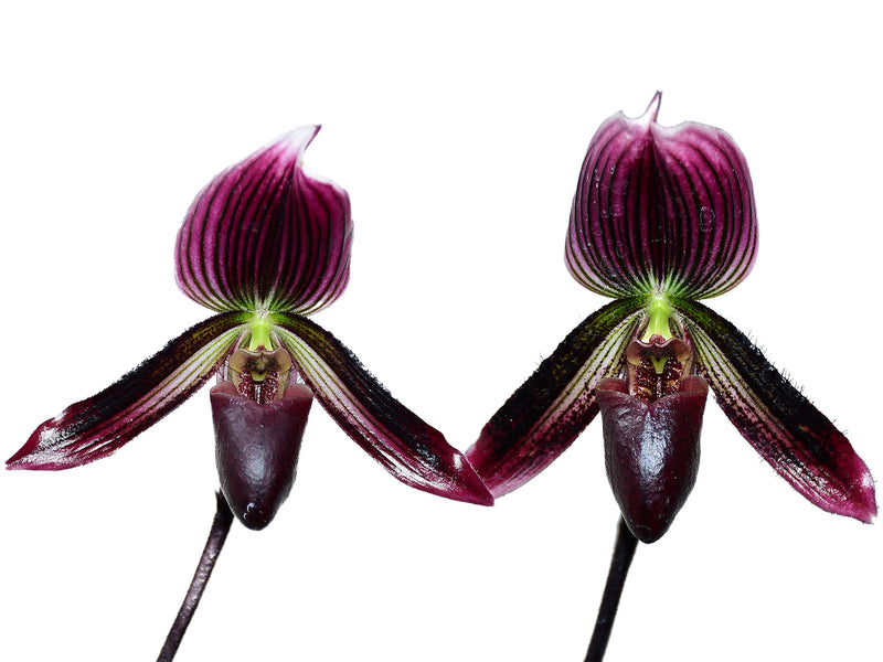 Paphiopedilum Senne Moor