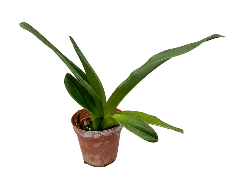 Paphiopedilum Soul Element x Paph. William Provine X Paph. In-Charm Circle