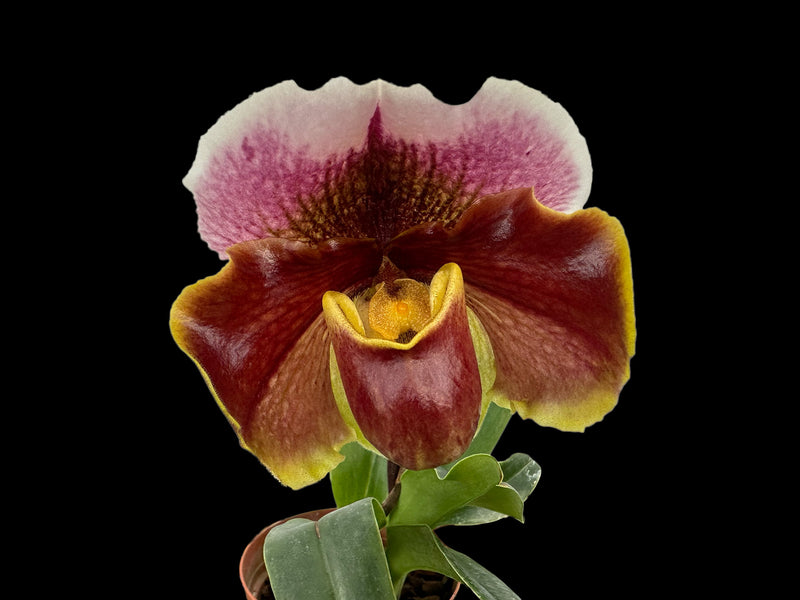 Paphiopedilum Soul Element x Paph. William Provine X Paph. In-Charm Circle