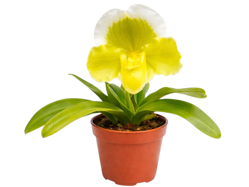 Paphiopedilum Southernwood's Green Sapphire