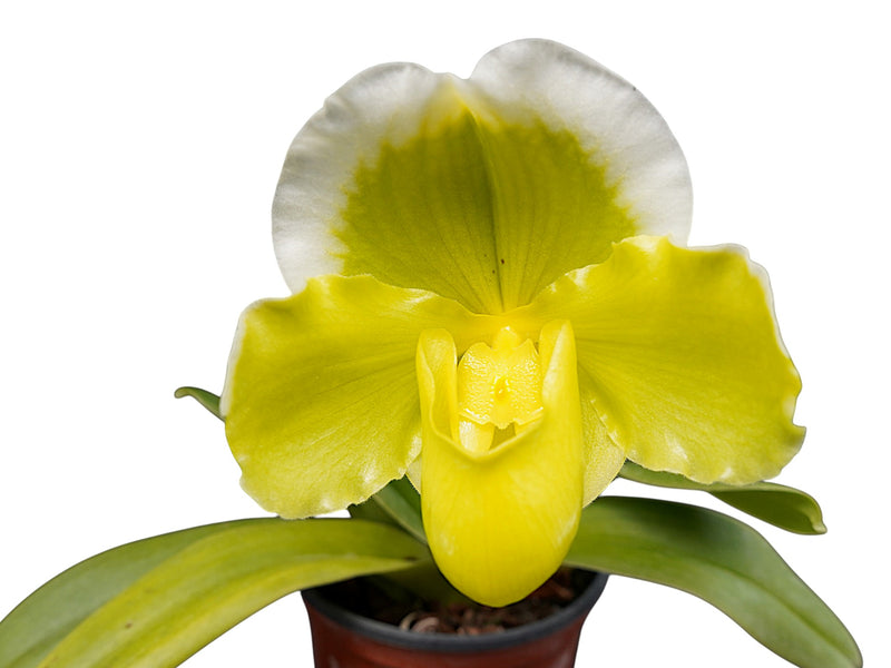 Paphiopedilum Southernwood's Green Sapphire