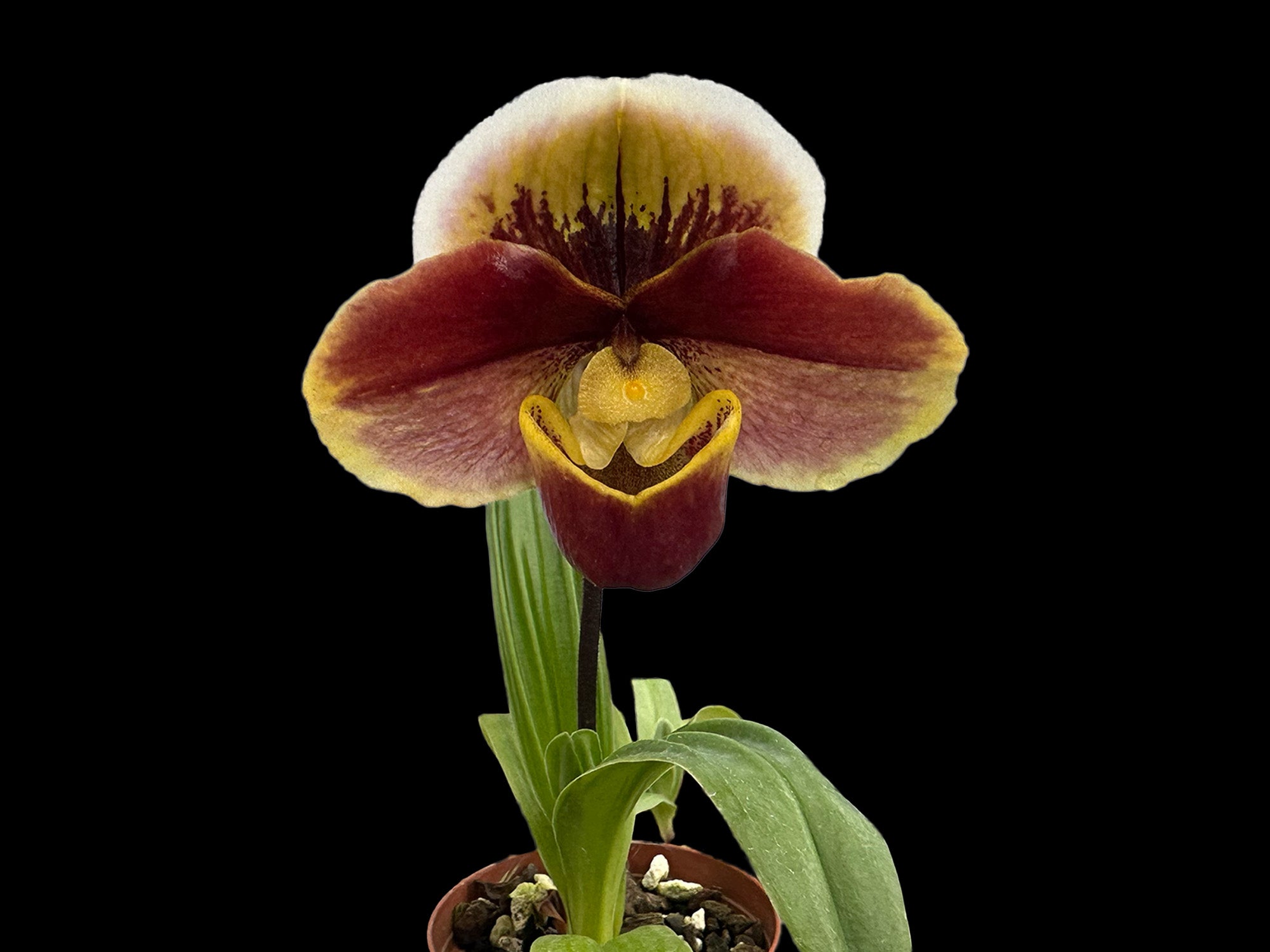 Paphiopedilum Starlet 'glace' x Paphiopedilum Troyland