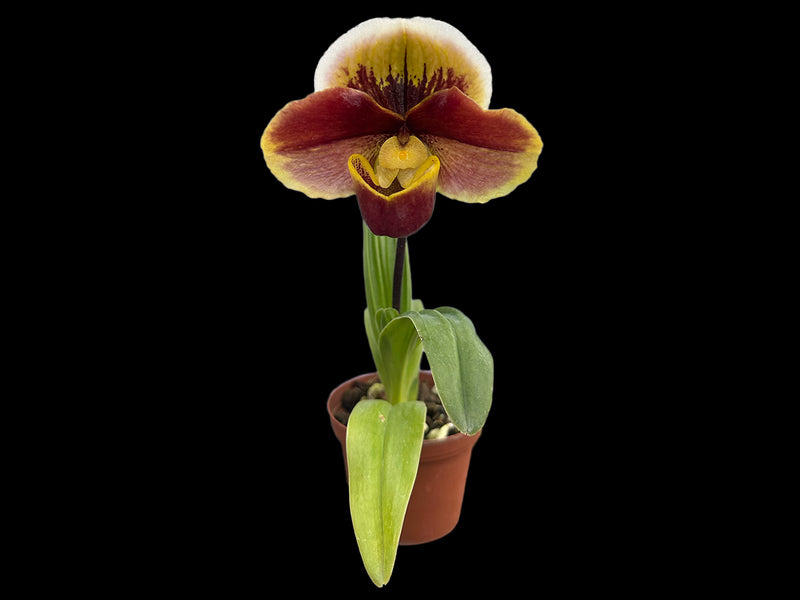 Paphiopedilum Starlet 'glace' x Paphiopedilum Troyland